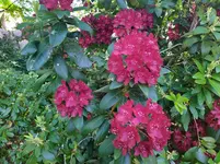 IMG_20220518_123214_3.webp
