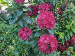 IMG_20220518_123214_3.jpg