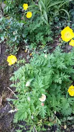 Mohn.webp