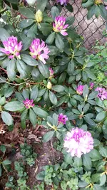Rhodo.webp