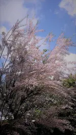 Tamariske.webp