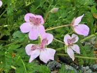 DSCF2920 (2).webp