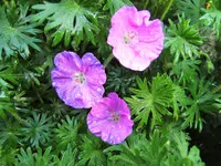 DSCF2922 (2).webp