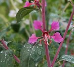 Sommerfuchsie in rot.JPG