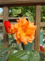 IMG_20220520_090635.webp