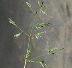 Annua Rispe.jpg