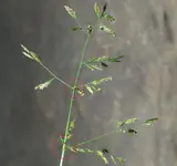 Annua Rispe.webp
