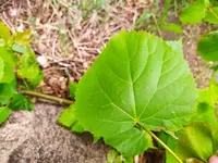 IMG_20220517_091140.webp