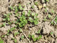 P1070906Lein.webp P1070906Lein.webp