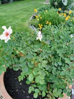 IMG_20220520_182423.webp