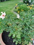IMG_20220520_182423.jpg