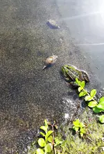 Frosch + Schnecken.webp