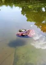 Frosh auf Floß.webp