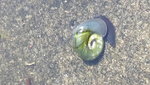 grüne Schnecke.jpg