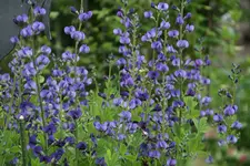 Indigolupine1520.webp