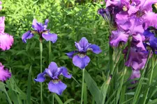 Iris  0821.webp