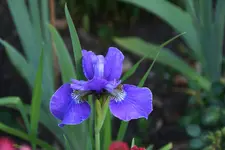 Iris0719.webp