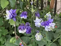 IMG_0778(1).webp