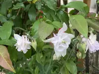 IMG_0779(1).webp