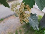 IMG_20220517_090645.jpg