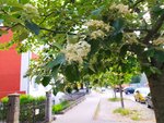 IMG_20220517_090720.jpg