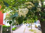 IMG_20220517_090723.jpg