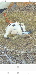 Screenshot_20220521-142116_Samsung Internet.webp