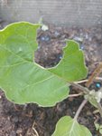 IMG_20220521_091131.jpg