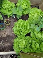 Salat 22.5..webp