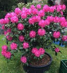 Rhodo-06-Yakush. 'Anuschka'.jpg