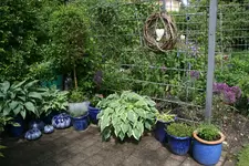 Mai   1722.webp