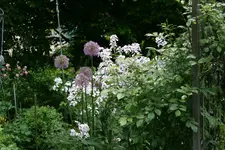 Mai   2522.webp