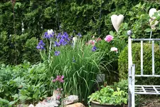 Mai   2622.webp