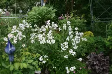 Mai   2722.webp