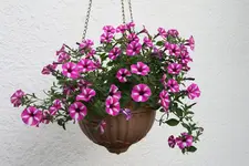 Terasse       2122.webp