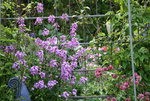 Juni    0521.JPG