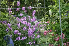 Juni    0521.webp