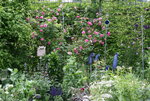 Rose Louise Odier   0520.JPG