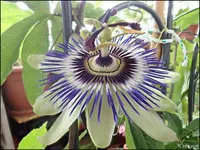 c058.webp