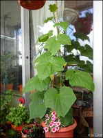 c061.webp