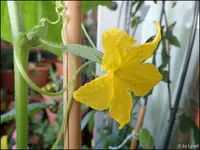 c062.webp