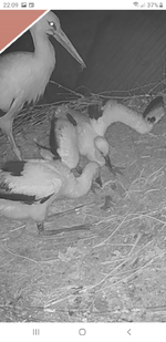 Screenshot_20220525-220951_Samsung Internet.webp