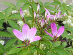 Cleome.jpg