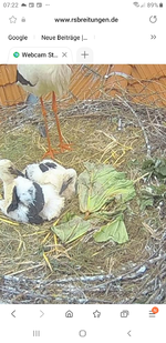 Screenshot_20220526-072209_Samsung Internet.webp