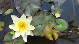 seerosezwergseerosebadewanne.webp