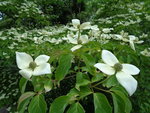 DSC00015.JPG