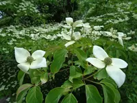 DSC00015.webp