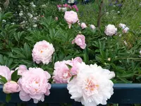 DSC00021.webp