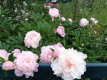 DSC00021.JPG