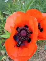 DSC00024.webp